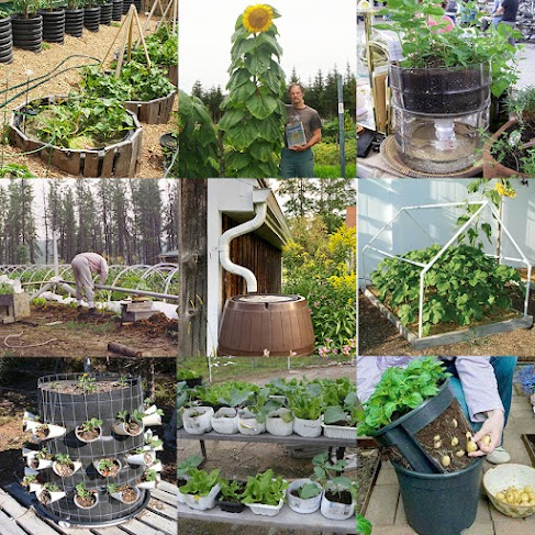 Collage of self-sufficiency projects: raised garden beds, greenhouse, free-range chickens, compost bin, rainwater harvesting barrels, solar panels, herb garden, firewood, and homestead scenes — practical steps to become more self-sufficient.
